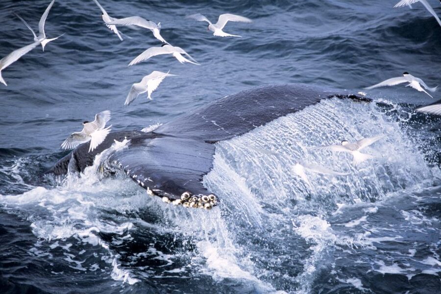 Akureyri: Whale Watching in the Midnight Sun - The guide work: wildlife insights you’ll actually use