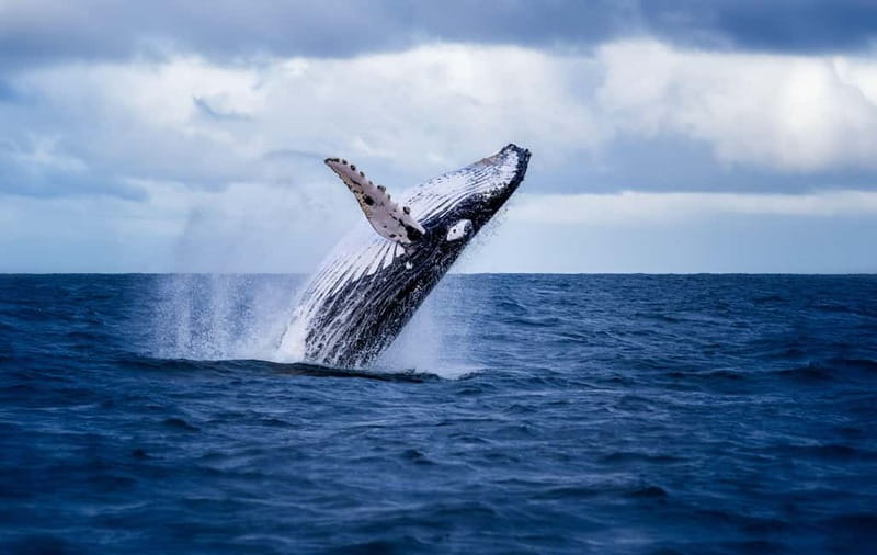 Akureyri: Whale Watching Shore Excursions - Key takeaways before you go