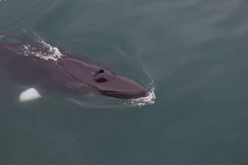 Akureyri: Whale Watching Shore Excursions - From Akureyri to Eyjafjörður: what this cruise is really about