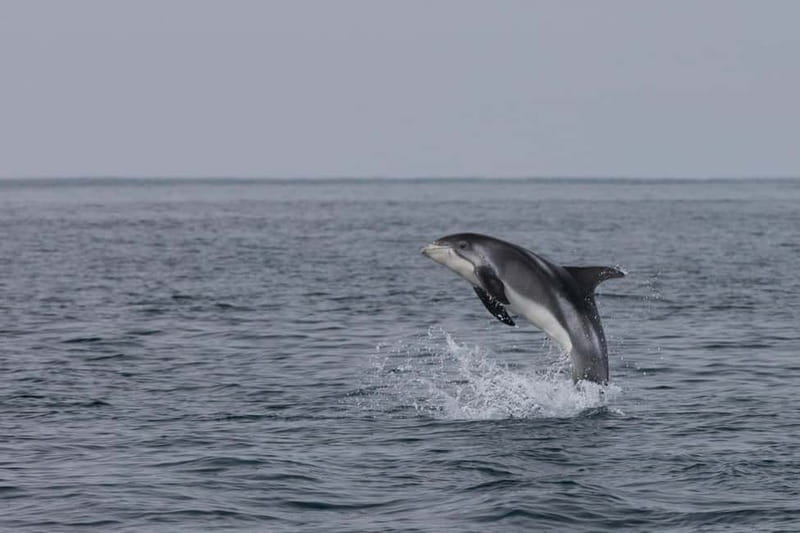 Akureyri: Whale Watching Shore Excursions - Wildlife search in the fjord: humpbacks, minkes, dolphins, and seabirds