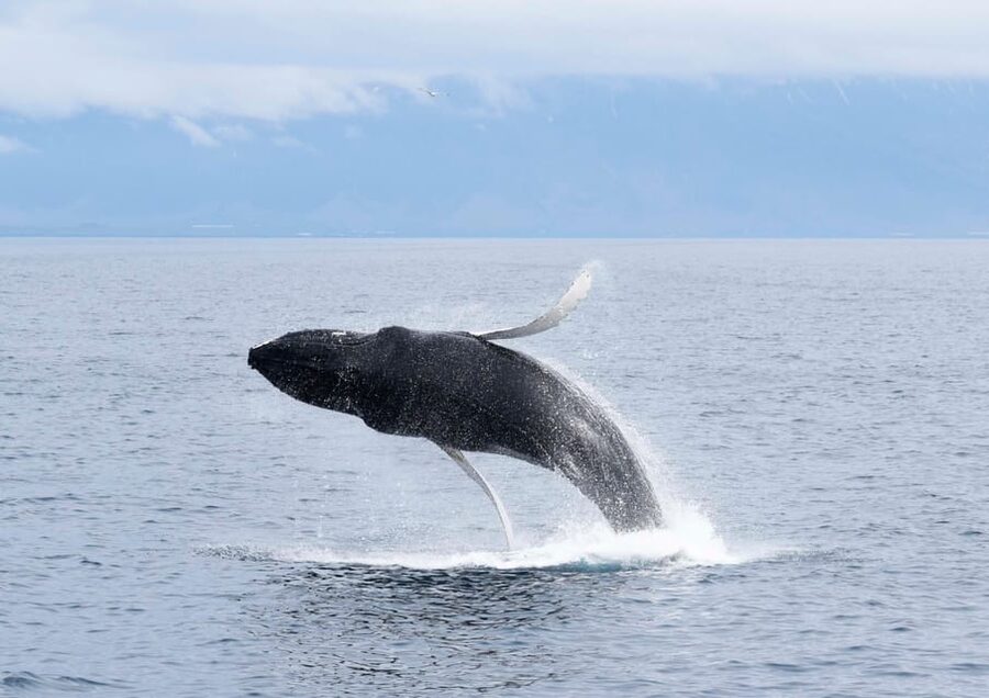 Akureyri: Whale Watching Tour & Forest Lagoon Entrance - The Fjord Sail: how the guide and crew shape the experience