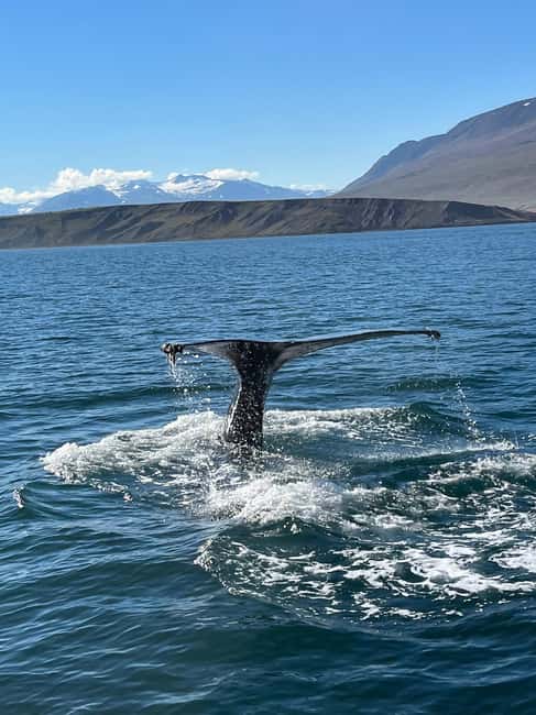 Akureyri: Whale Watching Tour with Transfer from Port - Key highlights at a glance
