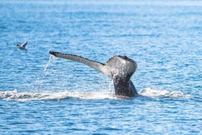 Akureyri: Whale Watching Tour with Transfer from Port - Hauganes and the sail: how the Eyjafjörður Fjord whale hunt plays out