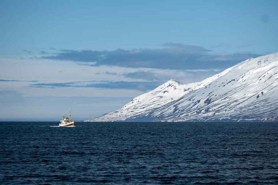 Akureyri: Whale Watching Tour with Transfer from Port - The whale species checklist: what you might see in Eyjafjörður Fjord