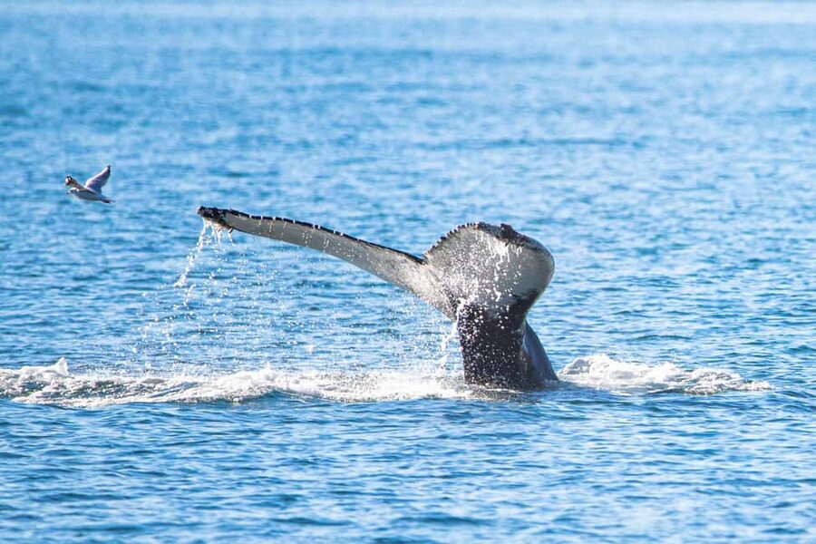 Akureyri: Whale Watching Tour with Transfer from Port - Hauganes and the sail: how the Eyjafjörður Fjord whale hunt plays out