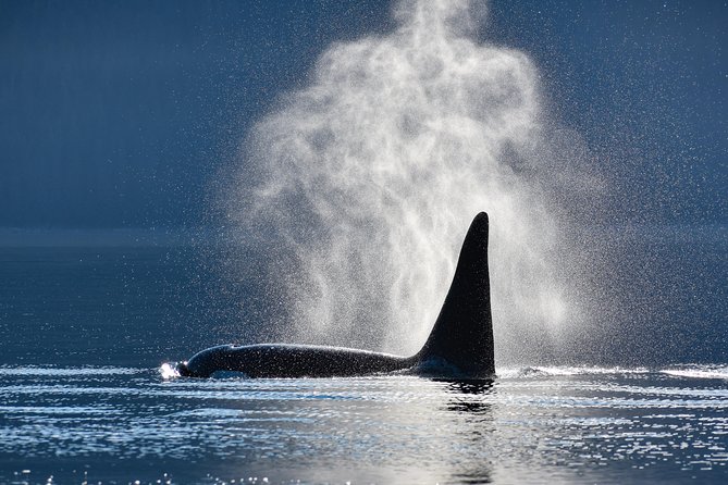 Alaska Whale Watching Cruise w/ 3 HOURS on the water - Key highlights you’ll actually care about