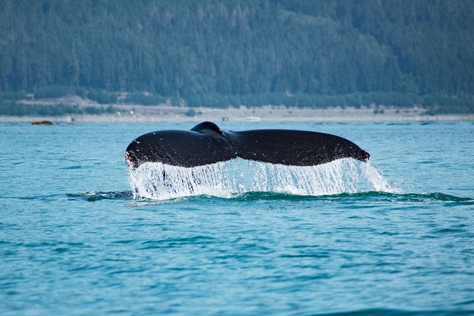 Alaska Whale Watching Cruise w/ 3 HOURS on the water - Juneau to Auke Bay: why the shuttle makes the day better