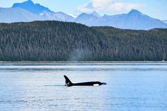 Alaska Whale Watching Cruise w/ 3 HOURS on the water - Whale watching isn’t luck here: how the hunt works in practice