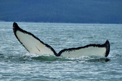 Alaska Whale Watching Cruise w/ 3 HOURS on the water - On the water on Harv & Marv’s 49-seat double-decker
