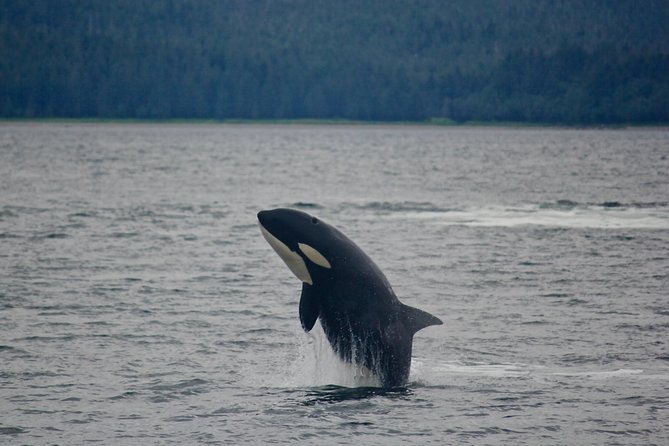 Alaska Whale Watching Cruise w/ 3 HOURS on the water - Mendenhall Glacier from the water at Brotherhood Bridge