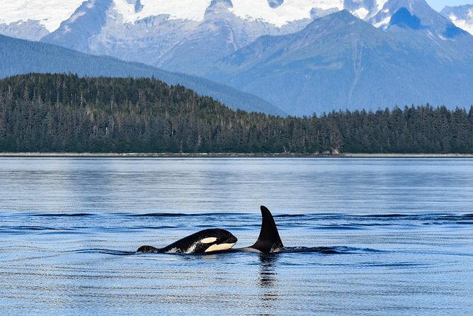 Alaska Whale Watching Cruise w/ 3 HOURS on the water - Price and value: is $159 worth it?
