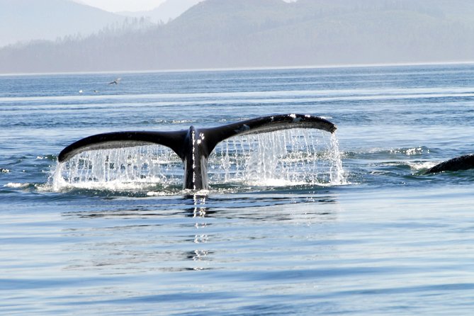 Alaska Whale Watching Cruise w/ 3 HOURS on the water - Comfort, decks, and weather: what to wear so you enjoy it
