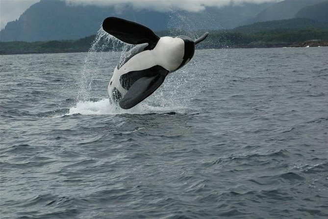 Alaska Whale Watching Cruise w/ 3 HOURS on the water - Who this cruise fits best (and who might not love it)