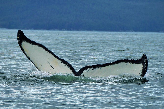 Alaska Whale Watching Cruise w/ 3 HOURS on the water - On the water on Harv & Marv’s 49-seat double-decker