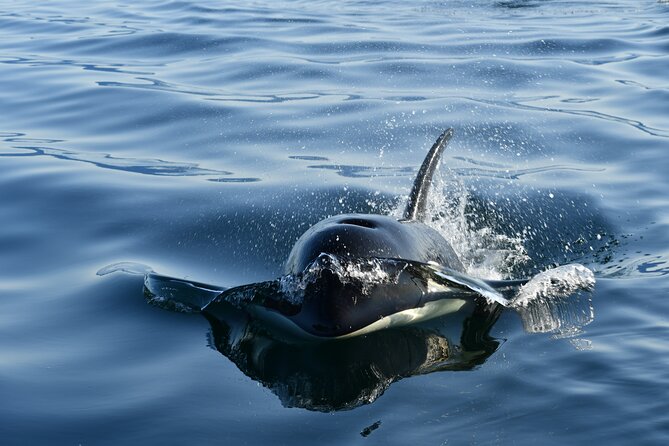 Alaska Whale Watching with bonus Drone viewing of Whales - Key things you’ll notice on this Hoonah whale and drone tour