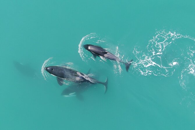 Alaska Whale Watching with bonus Drone viewing of Whales - Why Icy Strait Point is the right place for this kind of whale trip