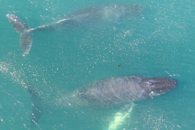 Alaska Whale Watching with bonus Drone viewing of Whales - The drone bonus: what the overhead view adds (and what it can’t replace)