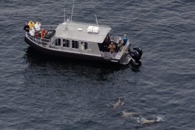 Alaska Whale Watching with bonus Drone viewing of Whales - Meet Captain Josh on a 14-passenger vessel with real sightlines