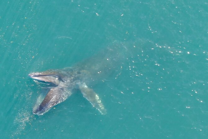 Alaska Whale Watching with bonus Drone viewing of Whales - What you’ll do during the 3 hours on the water