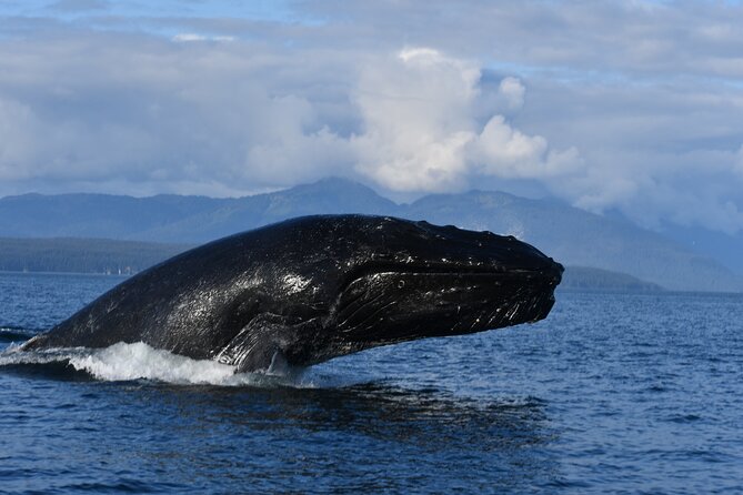 Alaska Whale Watching with bonus Drone viewing of Whales - Wildlife you should watch for (and what’s realistic)