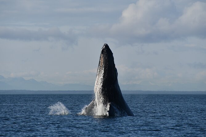 Alaska Whale Watching with bonus Drone viewing of Whales - Price and value: why $249 can make sense here