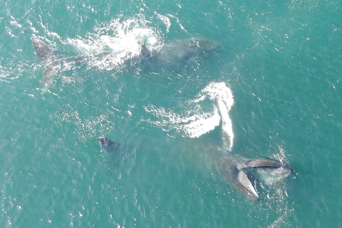 Alaska Whale Watching with bonus Drone viewing of Whales - Weather matters more than you think