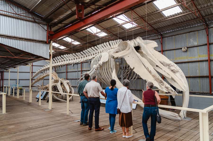 Albany's Whale Story - FAQ