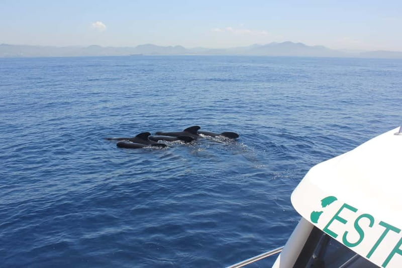 Algeciras: Dolphin and whale watching in reduced groups - Key highlights at a glance