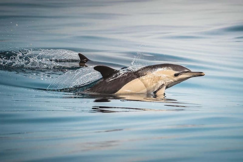 Algeciras: Dolphin and whale watching in reduced groups - Dolphin and whale watching in Algeciras: why this small boat works