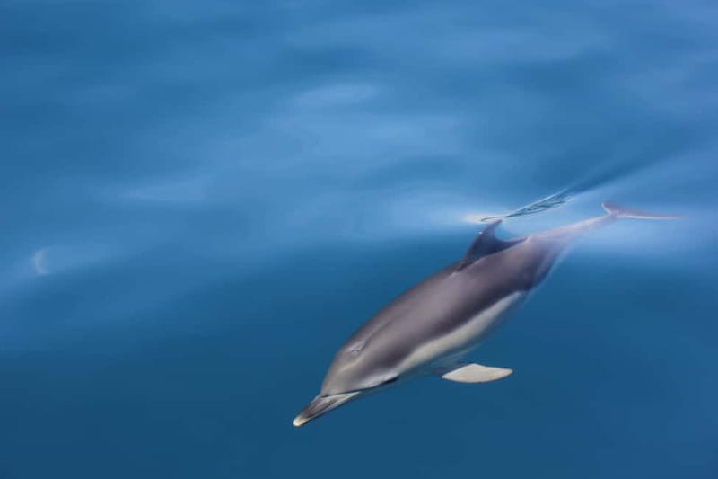 Algeciras: Dolphin and whale watching in reduced groups - The biologist onboard: what you’ll learn while you scan the water