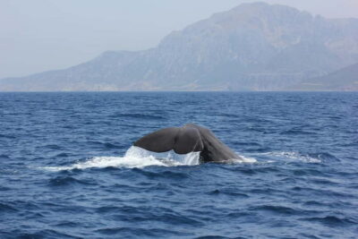 Algeciras: Dolphin and whale watching in reduced groups - The 2-hour ride: what happens from the marina to the open water