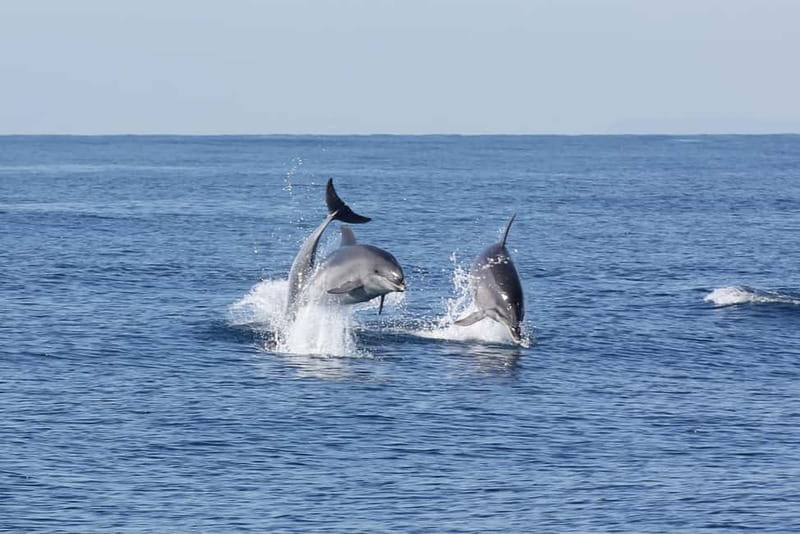 Algeciras: Dolphin and whale watching in reduced groups - Dolphin species you might see: common, striped, bottlenose
