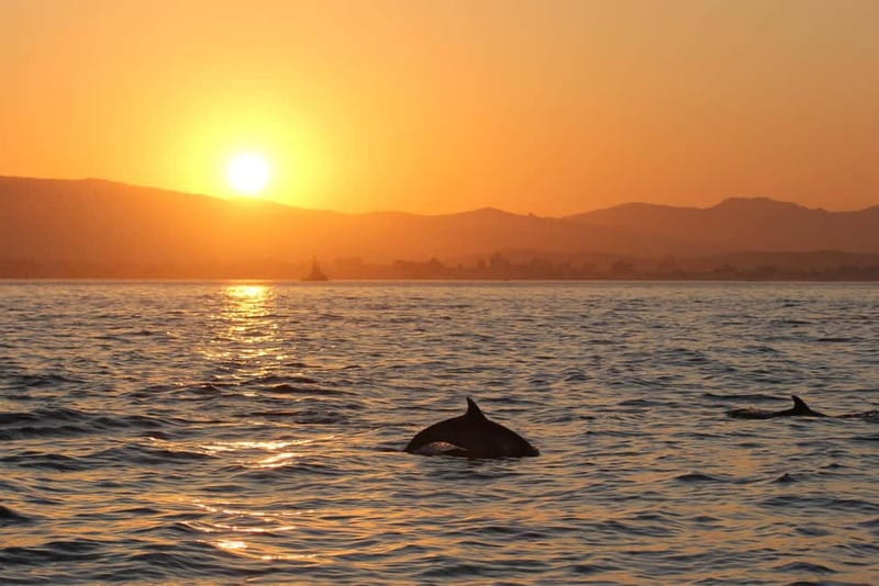 Algeciras: Dolphin and whale watching in reduced groups - Price and value: is $81 worth it for a 2-hour sea outing?