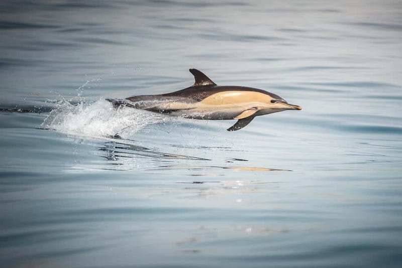 Algeciras: Dolphin and whale watching in reduced groups - Practical tips: what to bring, what to avoid, and how to stay comfortable