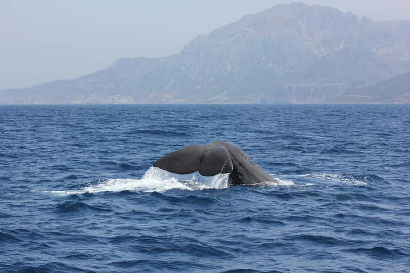 Algeciras: Dolphin and whale watching in reduced groups - The 2-hour ride: what happens from the marina to the open water