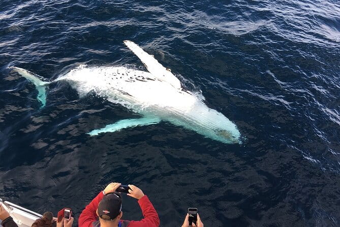All Inclusive Mirissa Whale and Dolphin Watching Boat Ride - The boat ride rhythm: two hours out and scanning for life