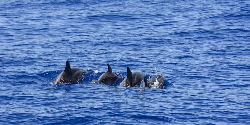 All Inclusive Mirissa Whale & Dolphin Watching + Snorkeling - Who This Tour Fits Best (and Who Should Think Twice)