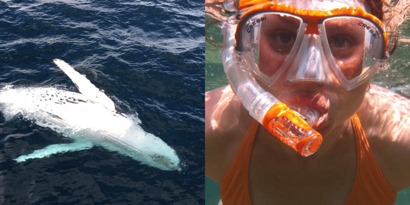 All Inclusive Mirissa Whale & Dolphin Watching + Snorkeling - Why Kotapola and a Dawn Start Matter for Whales and Dolphins
