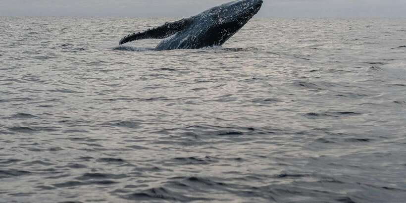 All Inclusive Mirissa Whale & Dolphin Watching + Snorkeling - Sea Turtle Snorkeling: Great Views, but Expect Crowds