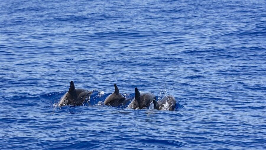 All Inclusive Mirissa Whale & Dolphin Watching + Snorkeling - Weather and Rough Seas: When the Ocean Changes the Plan