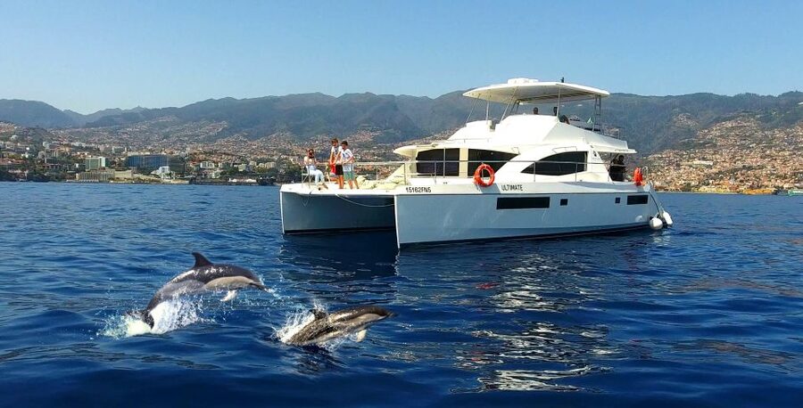 All Inclusive Whale and Dolphin Watching Luxury Tour - Key takeaways before you go