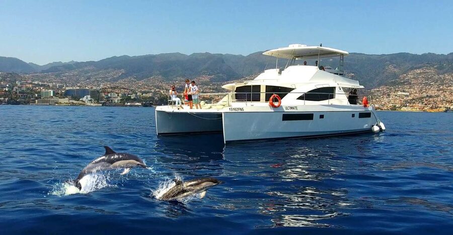 All Inclusive Whale and Dolphin Watching Luxury Tour - The Boat Hunt: How You Search for Dolphins, Whales, and Turtles