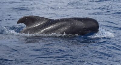 All Inclusive Whale and Dolphin Watching Luxury Tour - Luxury Catamaran Comfort: Indoor/Outdoor Seating + Space That Changes Everything