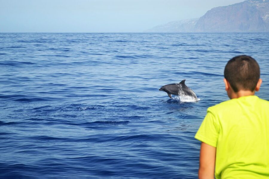All Inclusive Whale and Dolphin Watching Luxury Tour - Drinks, Snacks, and the Welcome Fizz: The Open Bar Side of Madeira