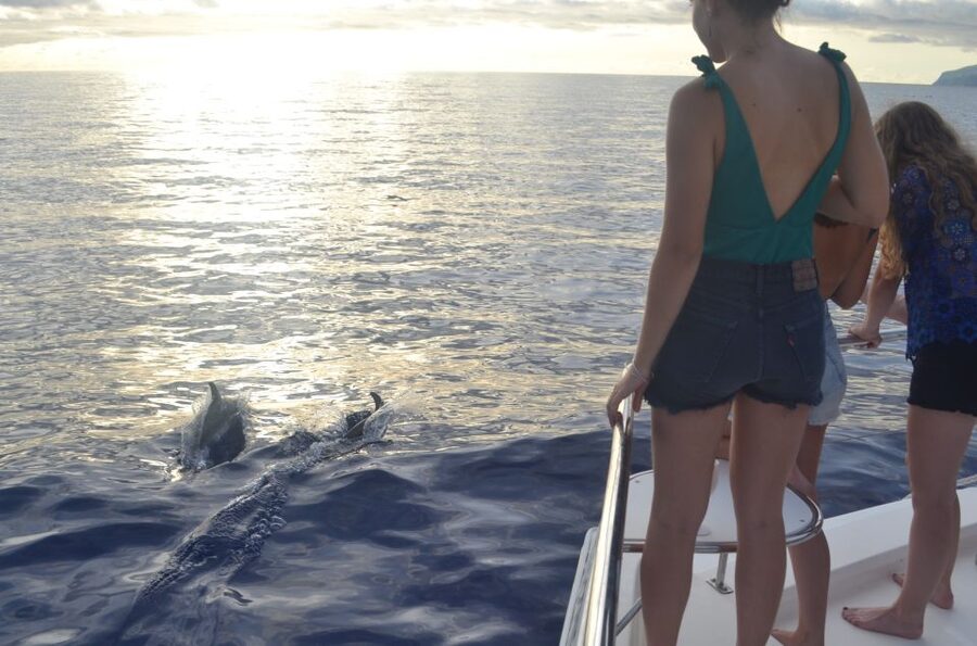 All Inclusive Whale and Dolphin Watching Luxury Tour - Price and Value Check: Why $93 Works for the Right Person