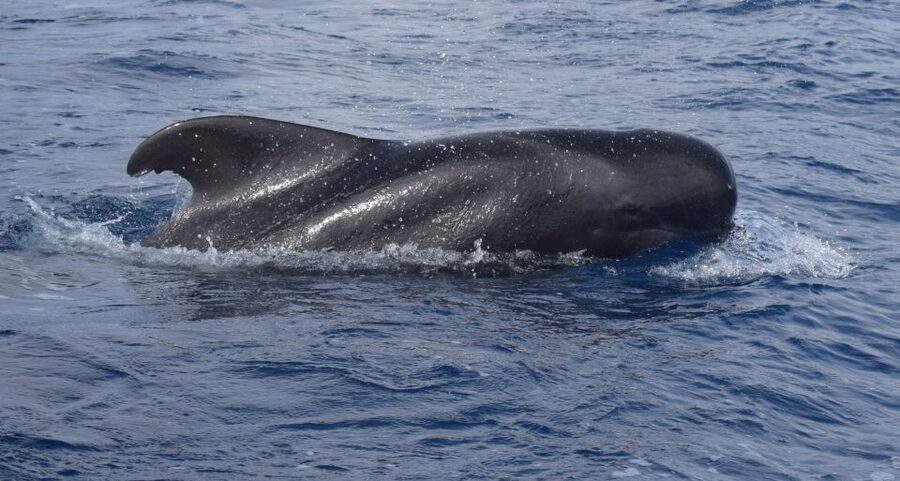 All Inclusive Whale and Dolphin Watching Luxury Tour - Luxury Catamaran Comfort: Indoor/Outdoor Seating + Space That Changes Everything