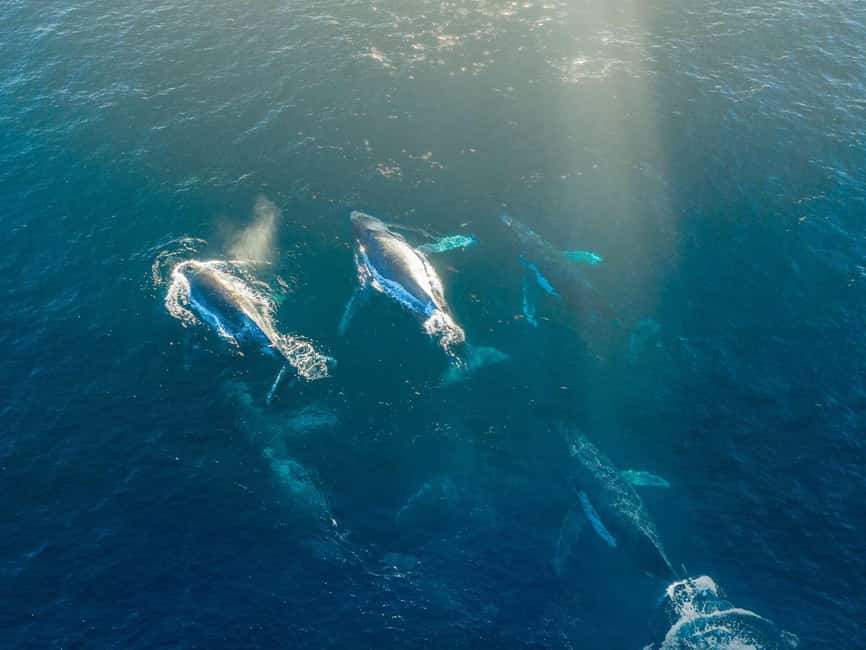 Alta: 3.5 Hour Fjord & Whale Watching Cruise - How whale watching really works here: patience, search, and safe distance