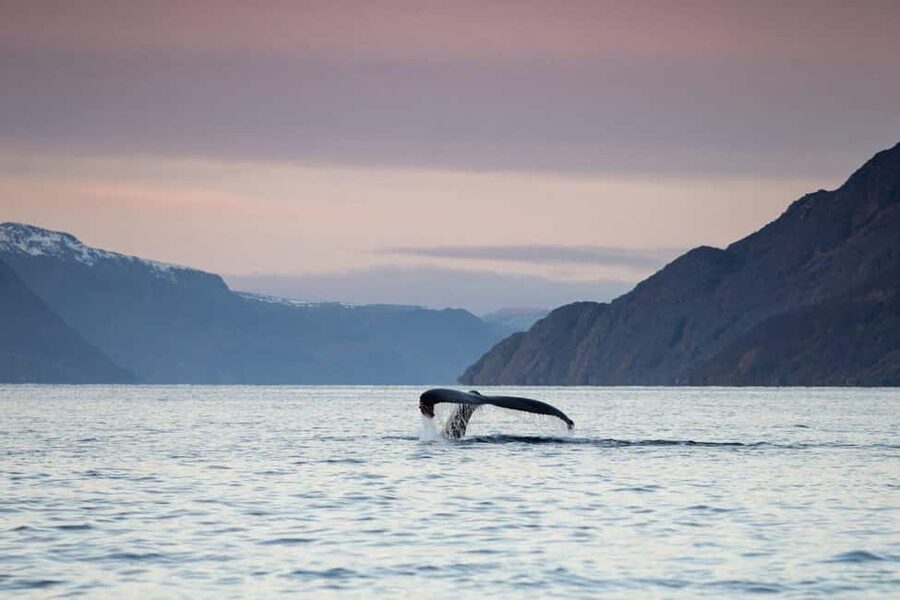 Alta: 3.5 Hour Fjord & Whale Watching Cruise - Photo-friendly fjord drama: capturing whales with mountain backdrops