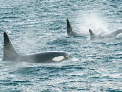 Alta: 3.5 Hour Fjord & Whale Watching Cruise - Who should book this whale cruise in Alta, and who might skip