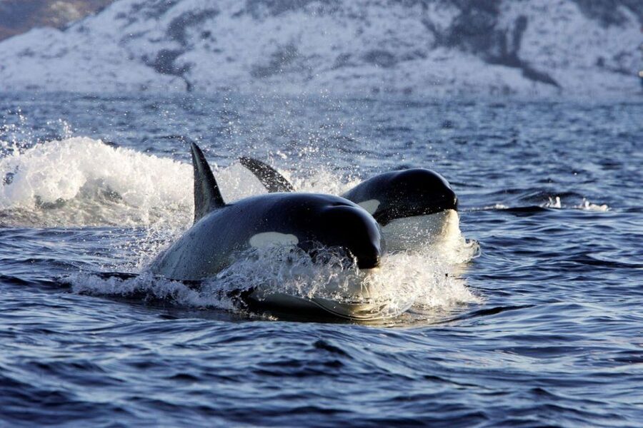 Alta: Alta Fjord Whale Watching Tour - Key Takeaways Before You Go